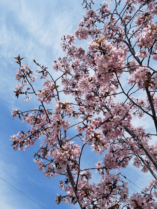 山桜青空背景画像