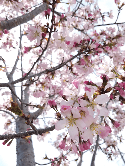 山桜こもれび画像