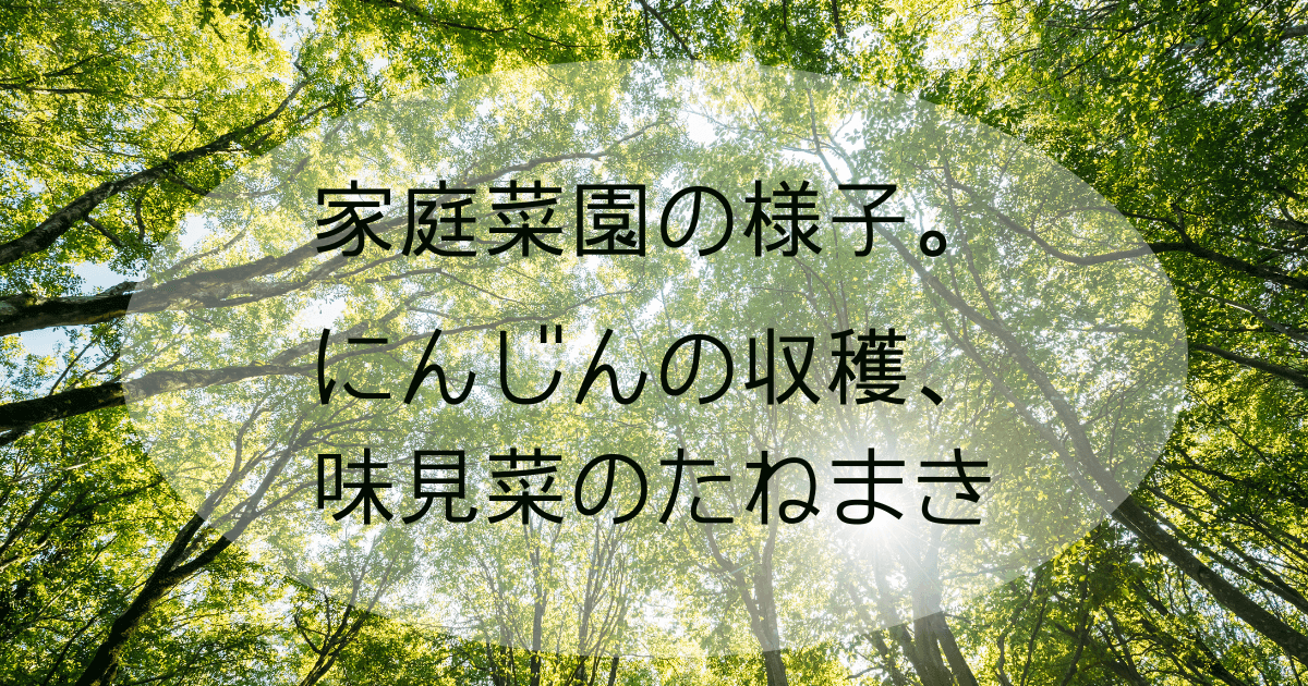 家庭菜園の様子。にんじんの収穫、味見菜のたねまきアイキャッチ