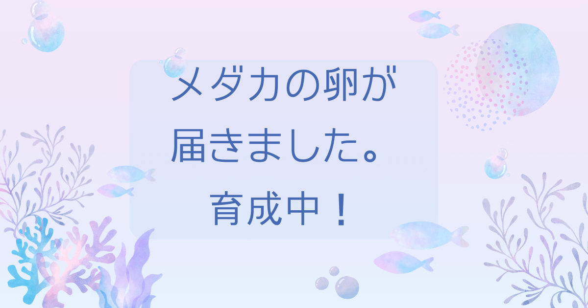 メダカの卵が届いた。卵育成中